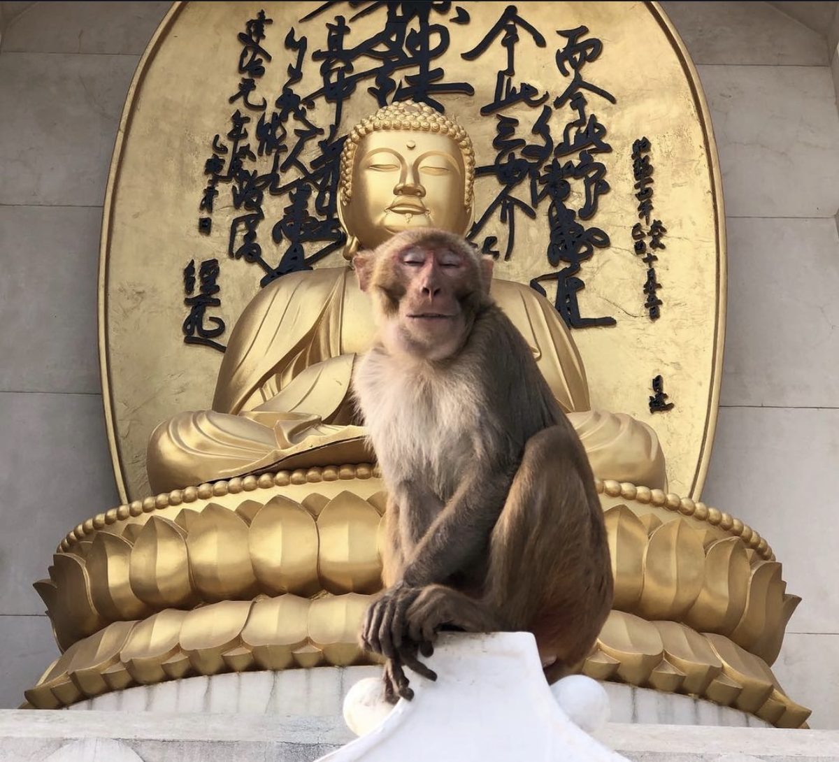 Monkey and Buddha