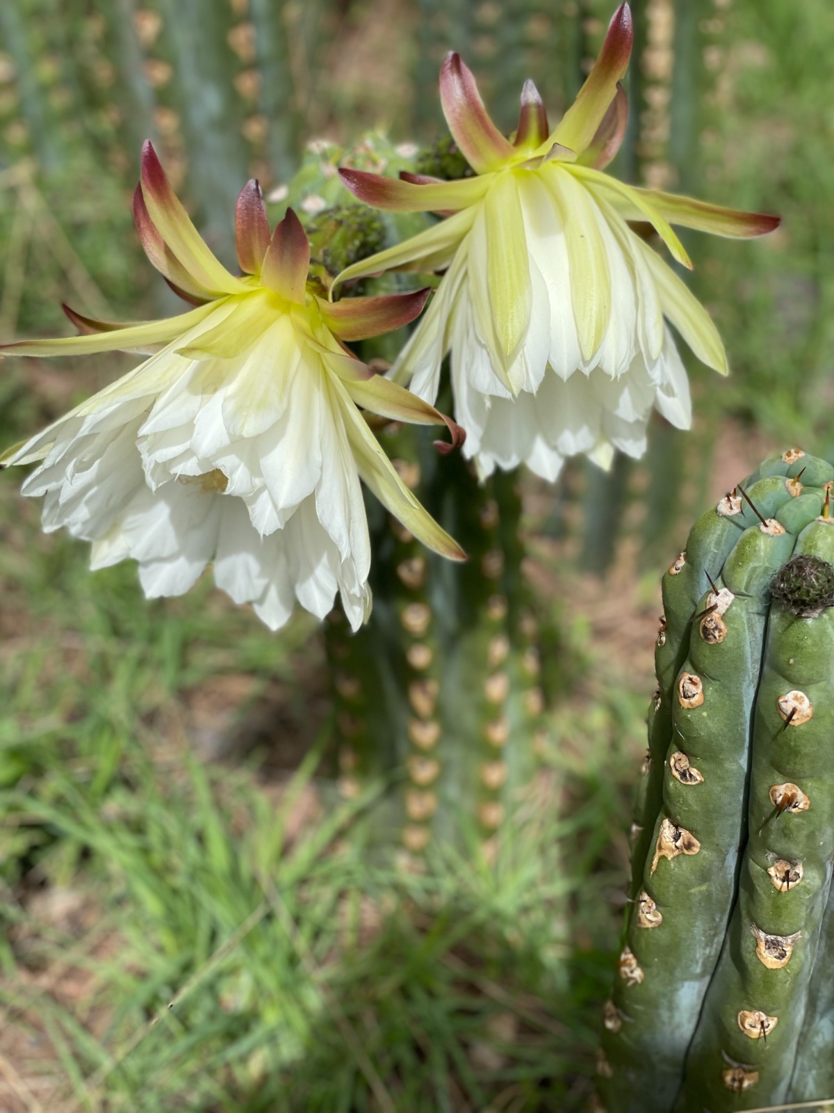 SAN PEDRO / WACHUMA